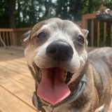 Entry image for Sparky