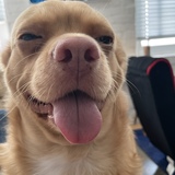 Entry image for Archie