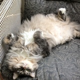 Entry image for Merlin