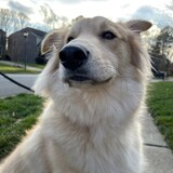 Entry image for Koda