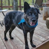 Entry image for Paisley