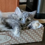 Entry image for Kelly