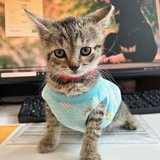 Entry image for Felipe