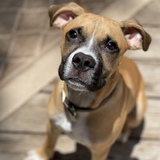 Entry image for Henry Sawyer