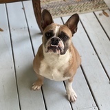 Entry image for Hippo