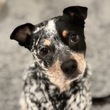 Entry image for Beyla