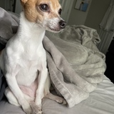 Entry image for Boss Lady Belle