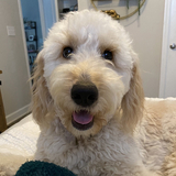 Entry image for Lola