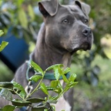 Entry image for Blue