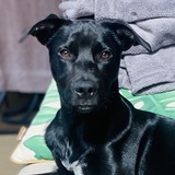 Entry image for Ryder