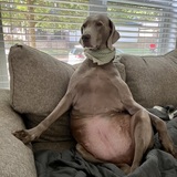 Entry image for Annie