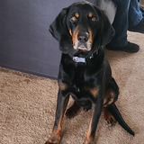 Entry image for Henry 