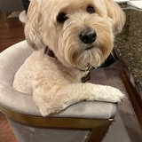 Entry image for Whiskey 