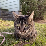 Entry image for Mira 