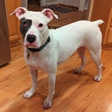 Entry image for Angel 