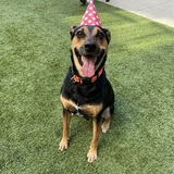 Entry image for Roscoe