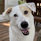 Entry image for Jack