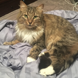 Entry image for Charlie 