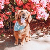 Entry image for Micah Blue