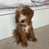 Entry image for Archer