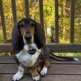 Entry image for buckaroo 