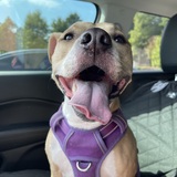 Entry image for Lucy