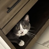 Entry image for Smudgy 