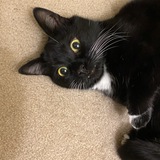 Entry image for Lucky