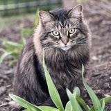 Entry image for Frady