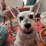 Entry image for Hank