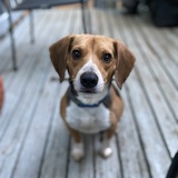 Entry image for Cleddus 