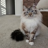 Entry image for Moby