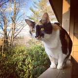 Entry image for Rosylyn