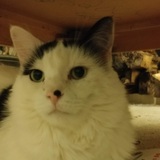 Entry image for Cruisy