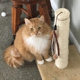 Entry image for Artemis 