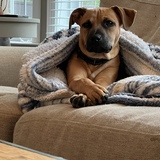 Entry image for Dexter