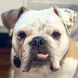 Entry image for Pookie 