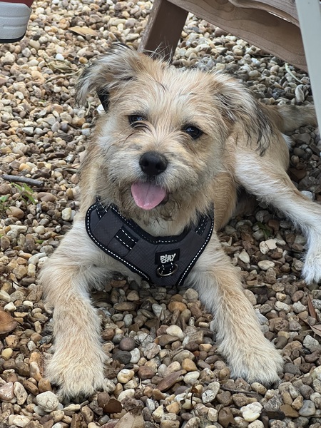 Entry image for Archie. Clicking this image will show a larger photo