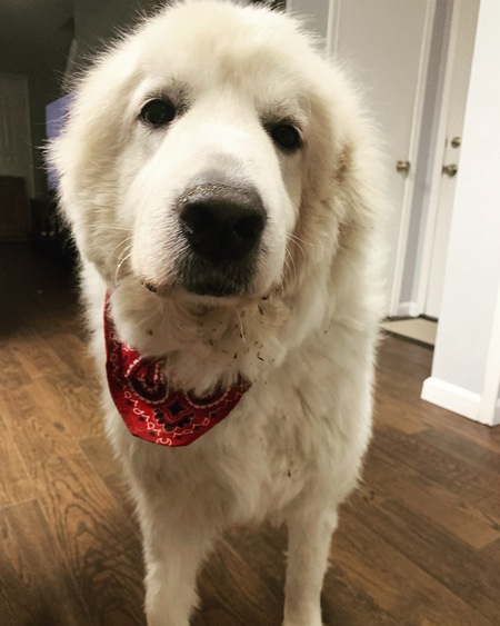 Entry image for Hercules AKA “Herky”. Clicking this image will show a larger photo