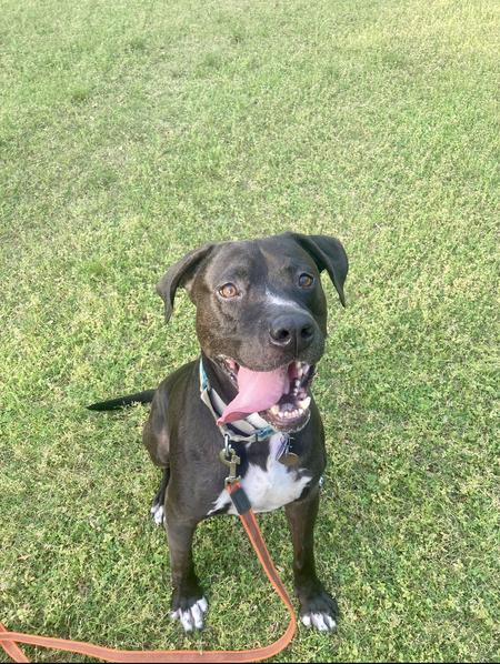 Entry image for Theo. Clicking this image will show a larger photo