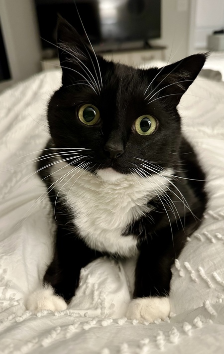 Entry image for Oliver. Clicking this image will show a larger photo