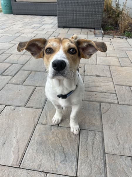 Entry image for Charlie. Clicking this image will show a larger photo