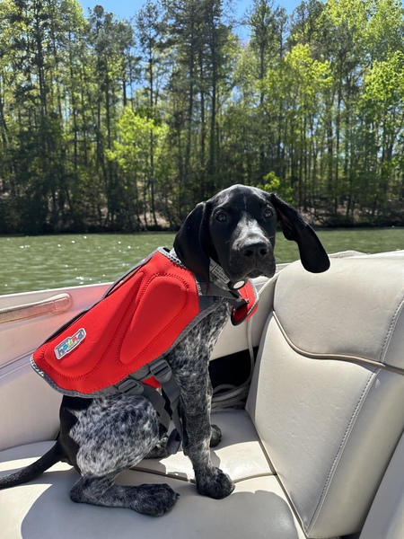 Entry image for Barnaby. Clicking this image will show a larger photo