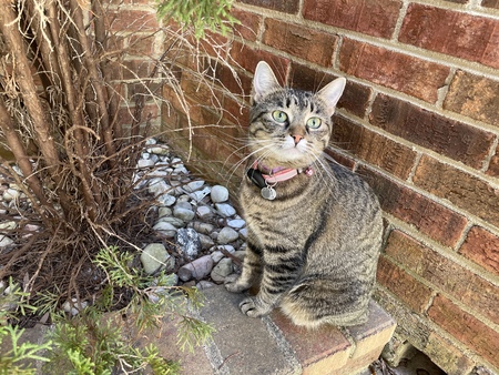 Entry image for Emmie. Clicking this image will show a larger photo