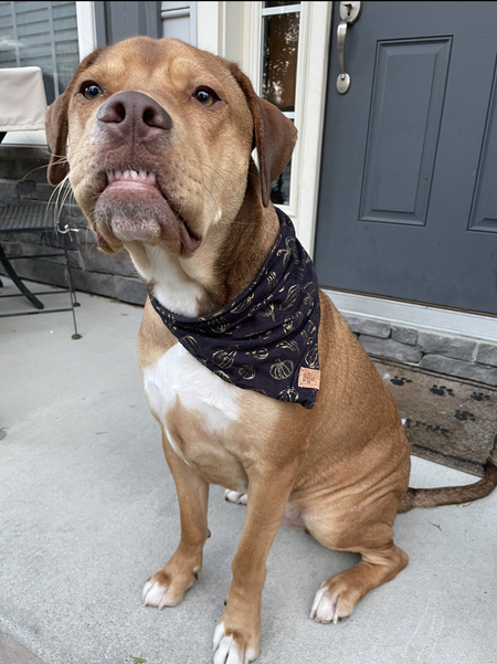 Entry image for Hutch. Clicking this image will show a larger photo