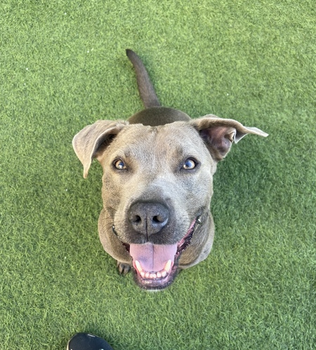 Entry image for Ellie. Clicking this image will show a larger photo