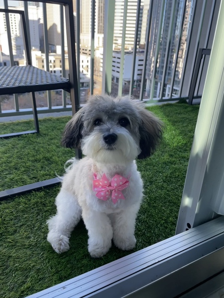 Entry image for Charlotte. Clicking this image will show a larger photo