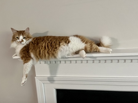 Entry image for Leia. Clicking this image will show a larger photo