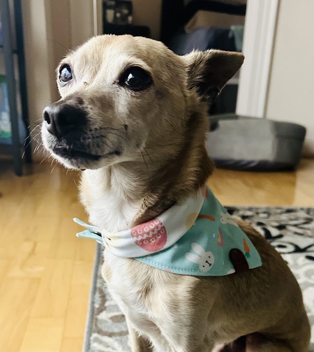 Entry image for Petey. Clicking this image will show a larger photo