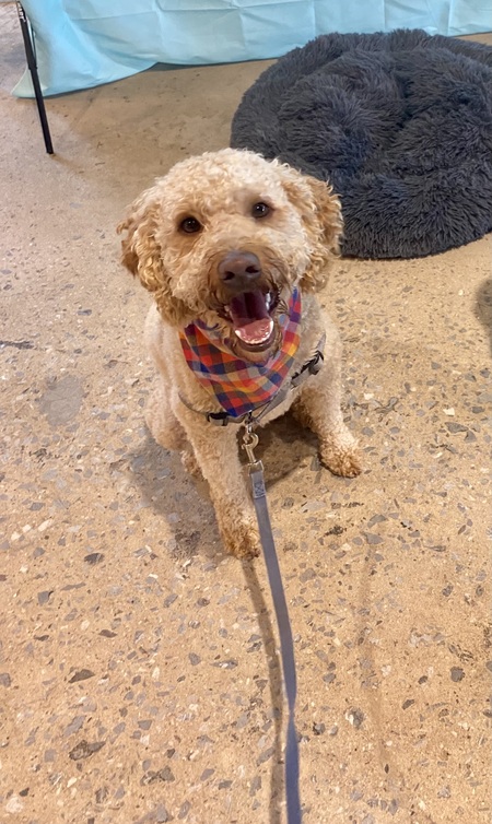 Entry image for Teddy Graham . Clicking this image will show a larger photo